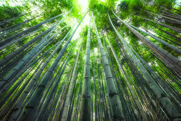 Fototapeta na wymiar Arashiyama Bamboo Forest in Kyoto Japan