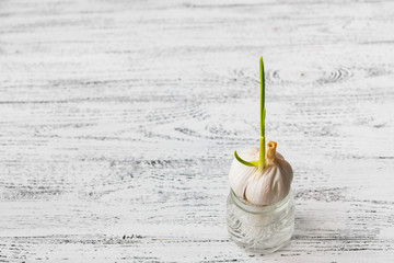 Garlic sprouted in a can with water on a white wooden vintage background