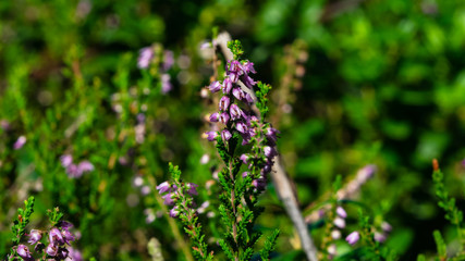 Wild Purple Common Heather or Calluna vulgaris blossom close-up, selective focus, shallow DOF