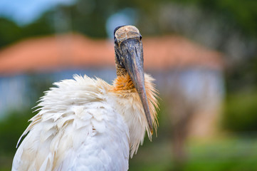 pelican Pelicano