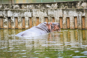 hipoppotamus hipopotamo
