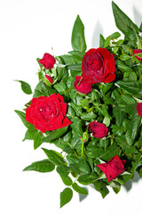 Bouquet of red roses on white background. Flowers. Background for congratulations girl, colleague, mother, grandmother