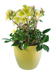 Potted isolated christmas rose flower