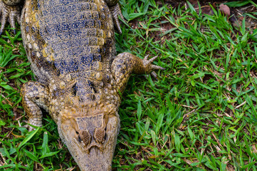 alligator Jacaré