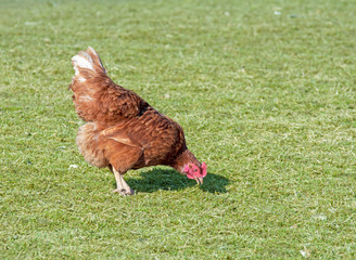 Organic farming wiht happy hens