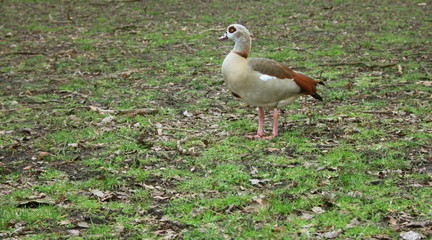 colored ducks graze in a cold amsterdam park
