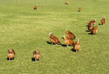 Organic farming wiht happy hens