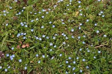 "Persian speedwell"(Veronica persica) has light blue cute flower in spring/