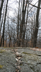 Winter trees in a Forest of Bulgaria with branch without leaf and a Rock