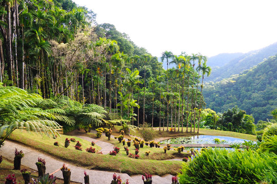 view of the beautiful garden of Balata in Martinique - FWI