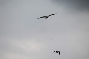 Wildlife animals of the nature