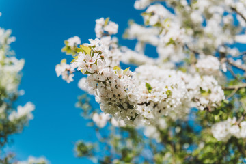 Cherry tree blossom, sakura, spring