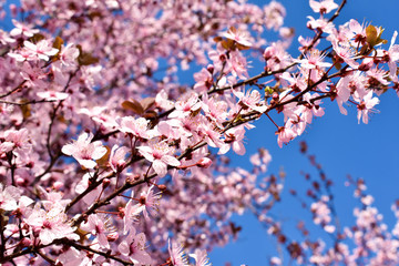 Cherry, Prunus cerasus blossom with pink flowers and some red leaves, Prunus Cerasifera Pissardii tree on a blue sky background in spring