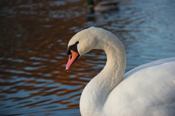 Obraz premium swan and drop