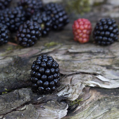 Benefits Of Blackberries For Hair And Health The fruit is deep purple in color with smooth, fragile skin. Available in plenty during mid-autumn. Can be eaten fresh or used in cooking.