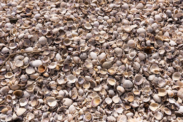Cockle Shells Piled on Beach