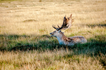Deer resting in long grass, Home Park, Surrey, England, United Kingdom