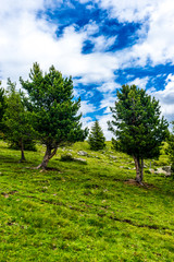 Fototapeta na wymiar Alpe di Siusi, Seiser Alm with Sassolungo Langkofel Dolomite, a large tree in a grassy field
