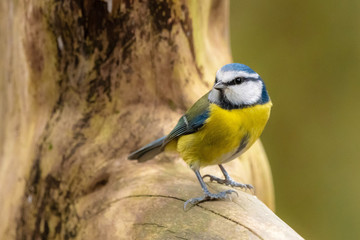 Fototapeta premium blue tit on branch