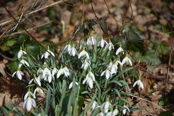 Weiße Blumen in einer Vase vor einem Holzkreuz in einem Bestattungswald 