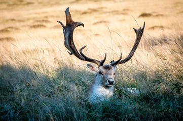 Deer resting in long grass, Home Park, Surrey, England, United Kingdom