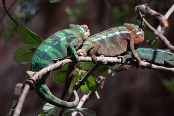 Panther chameleon (Furcifer pardalis) from Madagascar, perched on a branch