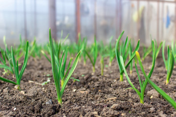 Young green onions seedlings growing at spring time from earth. Earth Day.