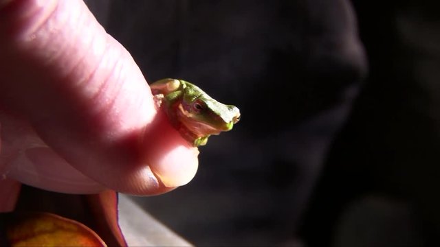 Very small Dainty Green tree frog on my finger at tropical Port Douglas Queensland