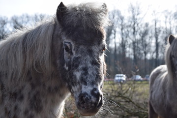 Fototapeta premium Mini-Shetland Pony auf der Weide
