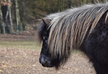 Mini-Shetland Pony auf der Weide