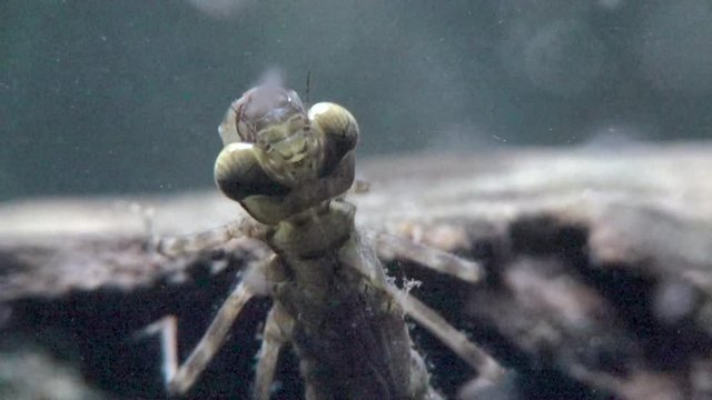 Libellenlarve jagt Wasserfl&ouml;he mit Fangmaske, Zeitlupe 10x