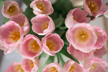 Obraz premium A bouquet of spring beautiful flowers. Fresh Pink tulips. Flowers background. Top view.