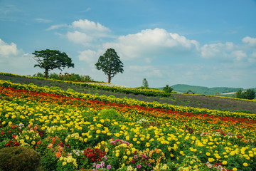 Many flower blossom in Zerubu no Oka