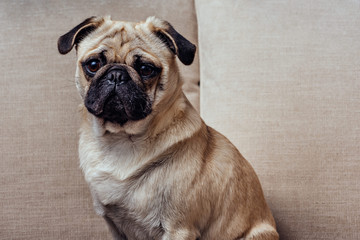 Young pug dog