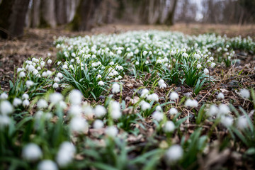 Märzenbecher im Wald
