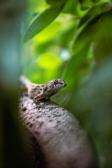 lizard on tree
