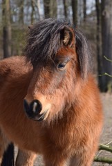 Fototapeta premium Mini-Shetland Pony auf der Weide