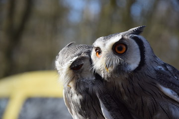 Zwei Weißgesichtseulen vor blauem Himmel