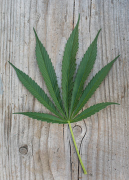 Overhead shot of green cannabis leaf on a wood background