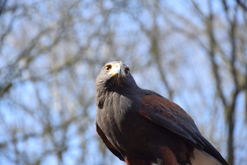 Wüstenbussard vor einem blauen Himmel