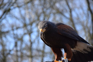 Wüstenbussard vor einem blauen Himmel
