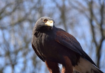 Wüstenbussard vor einem blauen Himmel
