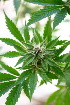 Sun grown cannabis plants outdoors 