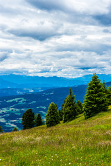 Alpe di Siusi, Seiser Alm with Sassolungo Langkofel Dolomite, a tree with a mountain in the background