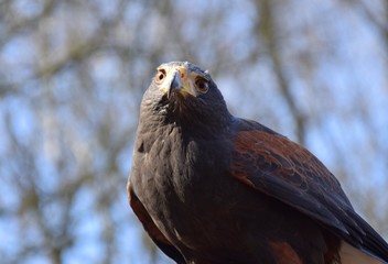 Wüstenbussard vor einem blauen Himmel
