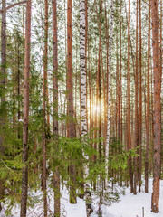 Birch and spruce forest on a winter day with fresh white snow.
