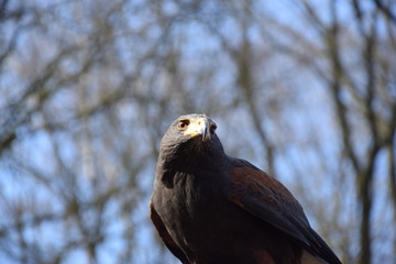 Wüstenbussard vor einem blauen Himmel