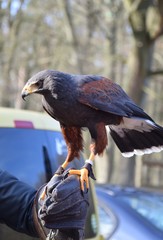 Wüstenbussard auf der hand eines Falkners