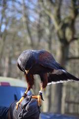 Wüstenbussard auf der hand eines Falkners
