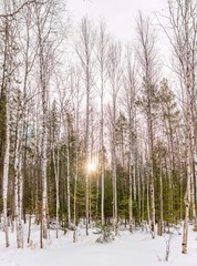Birch and spruce forest on a winter day with fresh white snow.